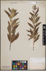 Foto von Salix cinerea L. x Salix viminalis L.